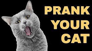 Mice Sound For Cats  Prank Your Cat [upl. by Poyssick866]