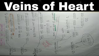 Heart Venous Drainage  Part 3  Small Middle and Great Cardiac Vein  TCML [upl. by Beatrice]