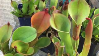 HELIAMPHORA TOUR MY HELIAMPHORA CARE AND CULTURE TIPS [upl. by Afnin291]