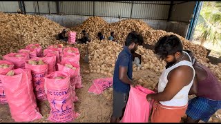 BANGLADESH QUALITY COCONUTS PACKING  AURA COCONUT  91 7418962838  COCONUT EXPORTING POLLACHI [upl. by Adnerak721]