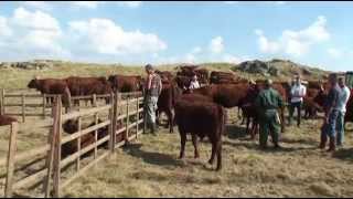 MON BEAU CANTAL 39 BURON DANS LE CANTAL traite au parc FABRICATION DU FROMAGE [upl. by Deyes]