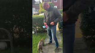 NIEUWE HOND  VLOG SHORT [upl. by Yrailih337]