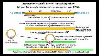 RNA Transposons [upl. by Hoxie]