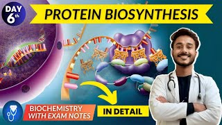 protein biosynthesis  translation biochemistry  translation in eukaryotes with animation [upl. by Sondra]