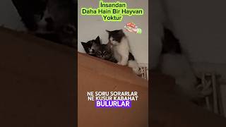 İnsandan Daha Haini Hayvan Yoktur keşfet kedi [upl. by Dareg299]