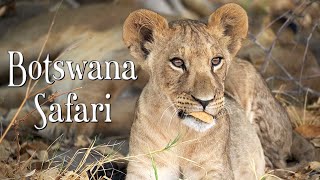 Botswana Safari with Kwando Safaris [upl. by Ellenad]