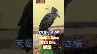 Shoebill Sasa 2024 Dec 天を仰ぐハシビロコウ ささ様 12月 [upl. by Aivan]