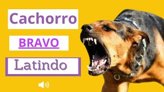 Cachorro Latindo BRAVO   Latido de 8 Cães [upl. by Benn102]