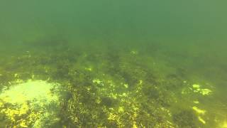 Snorkeling off Saddle Island Malagash Nova Scotia [upl. by Ingham]