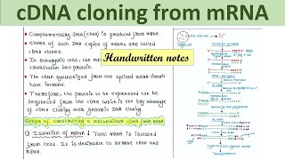 Construction of recombinant cDNA from mRNA  Steps [upl. by Primalia13]