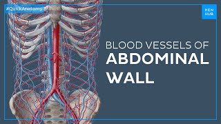 Major blood vessels of the abdominal wall  Quick Anatomy  Kenhub [upl. by Menedez]