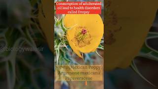 Argemone mexicana biologywalesir argemone papaveraceae poision dropsy swelling medicinal [upl. by Akiv]