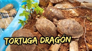 tortuga dragon rhinoclemmys pulcherrima manni [upl. by Carmela]