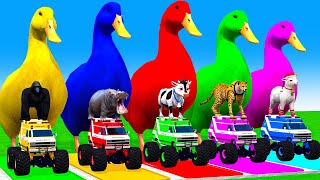 5 Giant Duck Cartoon Gorilla Cow MammothLionTiger Paint Wild Animals Crossing Fountain Animation [upl. by Nadiya]