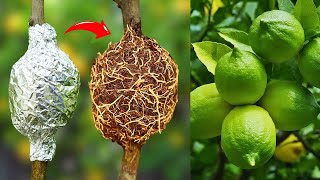 LIVE🔴🌿How to grow Fruit Trees propagating fruit trees by air layering cutting method live [upl. by Florance]