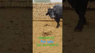 Watch piure Nili Ravi buffalo for sale [upl. by Assenat174]