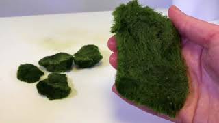 How To Use Cladophora Marimo Moss Balls in an Iwagumi Aquascape [upl. by Loise938]