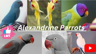 Types Of Alexandrine Parrots [upl. by Solorac681]