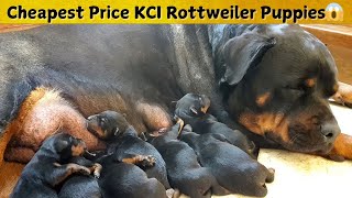 KCI Rottweiler Puppies for Sale at Lowest Price  FamilyFriendly Dogsquot [upl. by Carlota]