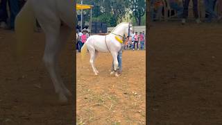 Stelion Chhote Mastan horse lover viral shortsviral viralvideo follow 🥰 [upl. by Yanehs512]