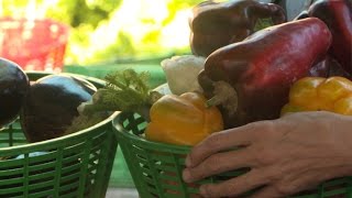 Terroir  authentique et gourmand le marché paysan de Marseille [upl. by Allerbag829]