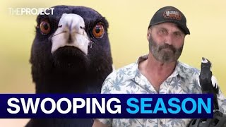 How To Survive Australias Magpie Swooping Season [upl. by Ellennoj40]