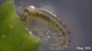 Amphipods under the Microscope and their Circulation [upl. by Alvin71]