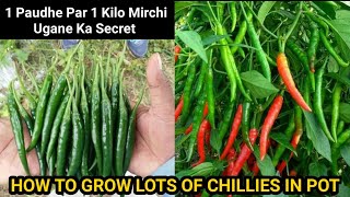 How To Grow Chillies At Home  1kg Chillies Per Plant New Secret Trick  Seed To Harvest Updates [upl. by Nodnyl]