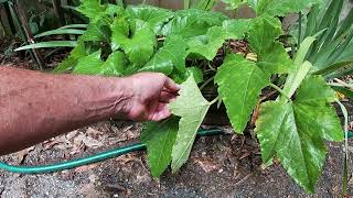 Combating Powdery Mildew Using Hydrogen Peroxide [upl. by Heigl844]