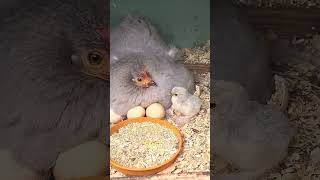 Pekin Chicks Pekin bantams😍🥰 [upl. by Adien]