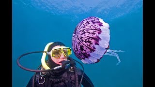 Documental La Medusa  Medusas de agua dulce [upl. by Lamok]