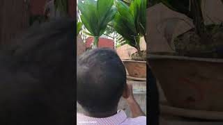 Loading plants shotsvideo andhrapradesh Aashirwad nursery [upl. by Onia]