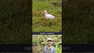 4 വെള്ള കൊക്കുകൾ  4 White Egrets  October Big Day 2024  Kerala  shorts [upl. by Archibald]