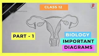 HOW TO DRAW  Biology Important Diagrams Class  12 PART01 [upl. by Nairdna]