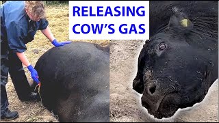 Vet releases gas from cow 🐄💨 [upl. by Ynhoj]