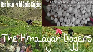 Allium WallichiiWild GarlicBan Lasun Digging in the Himalayas Himalayan lashun [upl. by Shaffert123]