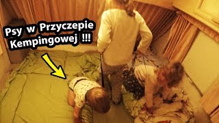 Przyczepa Kempingowa i  Dwa Psy   Jak to u nas Wygląda Vlog 248 [upl. by Elinor87]