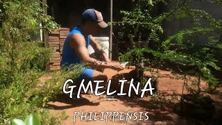 GMELINA PHILIPPENSIS  RETIRANDO DA MANILHA 04122024 [upl. by Beffrey]