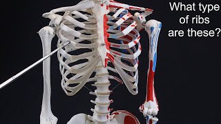 Quiz on Vertebrae Ribs and Sternum [upl. by Anilas]