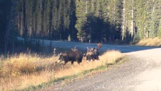 Best Moose Fight Rutting bull moose have a fight [upl. by Araec]