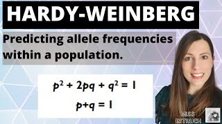 Hardy Weinberg equation Alevel Biology inheritance mathematical model to work out allele frequency [upl. by Androw]