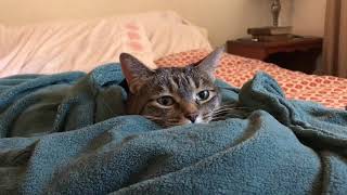 Cat in a Heated Blanket [upl. by Nicholle]