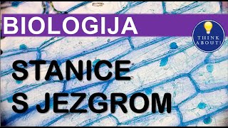 💡 6 STANICE S JEZGROM  pitanja za učenje i ponavljanje 7 razred 💡 [upl. by Rothstein]