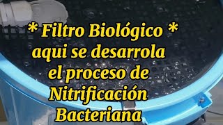 🐟 Filtro Biológico en Sistema RAS Recirculating Aquaculture System Doméstico Crianza Tilapias🐟 [upl. by Asselam]