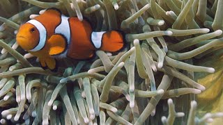 NeverBeforeSeen Footage of Clownfish Hatching [upl. by Sparkie]