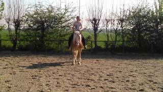 Der Haflinger  ein vielseitiges WesternPferd [upl. by Kcirtemed]