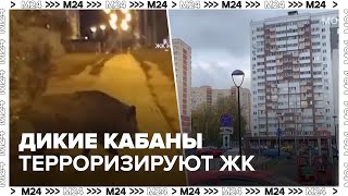 Дикие кабаны преследуют жителей одного из подмосковных ЖК  Москва 24 [upl. by Ken]