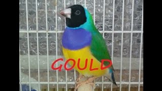 RICHIAMO DIAMANTE GOULD MASCHIO [upl. by Trinidad852]