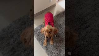 My cocker spaniel barking over winter jacket cockerspaniel dogdress dogbarking barking [upl. by Dnalevets]