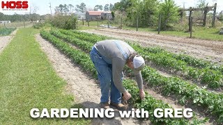 Tips and Tricks to Fertilizing and Managing Potato Pests [upl. by Airamas]